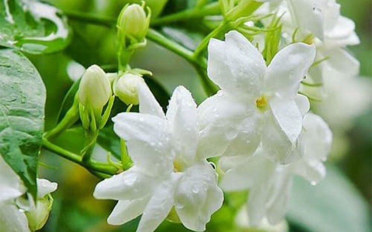 6 loại hoa hễ đặt lên bàn thờ là mất lộc