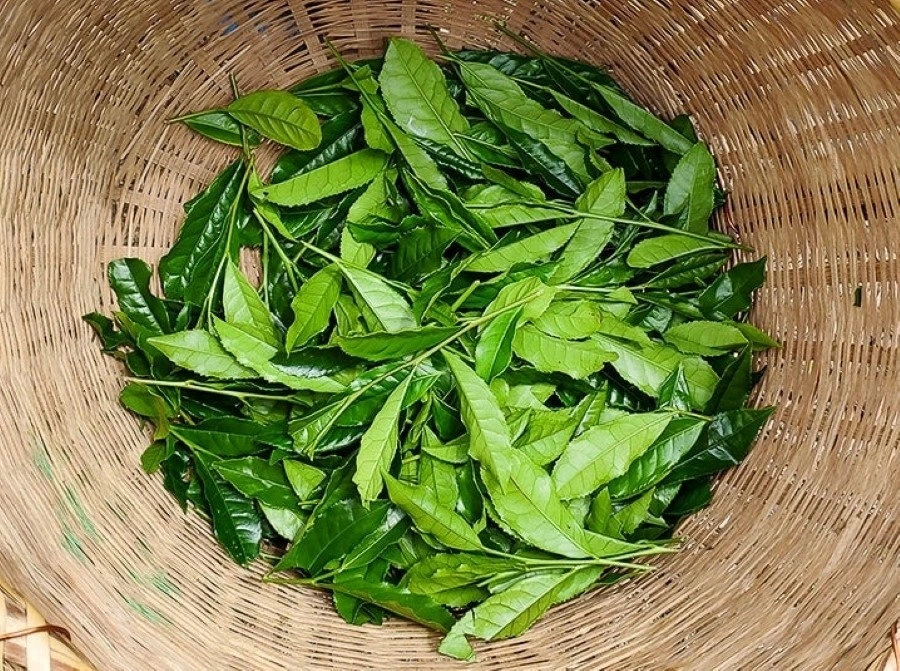 Loại lá 