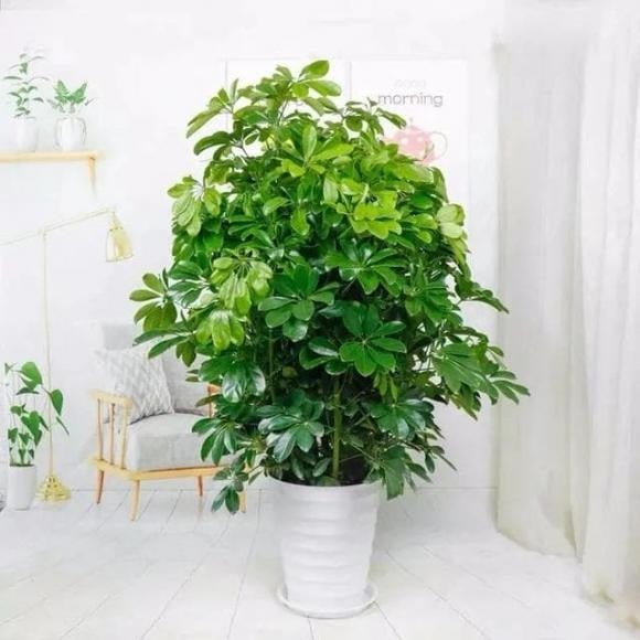 Điểm danh 7 cây cảnh vừa lọc khí độc, vừa hút lộc vào nhà