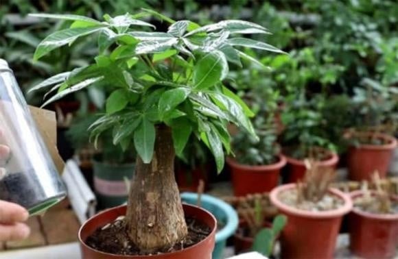 Điểm danh 7 cây cảnh vừa lọc khí độc, vừa hút lộc vào nhà