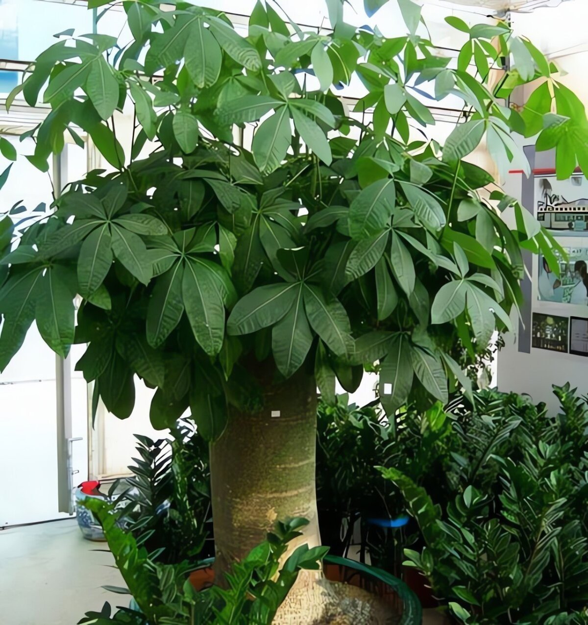 Điểm danh 7 cây cảnh vừa lọc khí độc, vừa hút lộc vào nhà