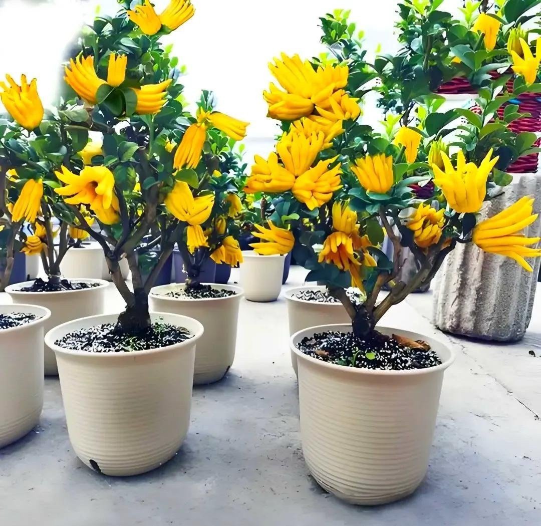Điểm danh 7 cây cảnh vừa lọc khí độc, vừa hút lộc vào nhà