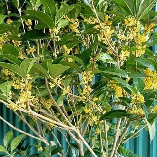 Điểm danh 7 cây cảnh vừa lọc khí độc, vừa hút lộc vào nhà