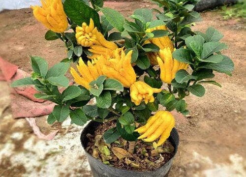 Điểm danh 7 cây cảnh vừa lọc khí độc, vừa hút lộc vào nhà