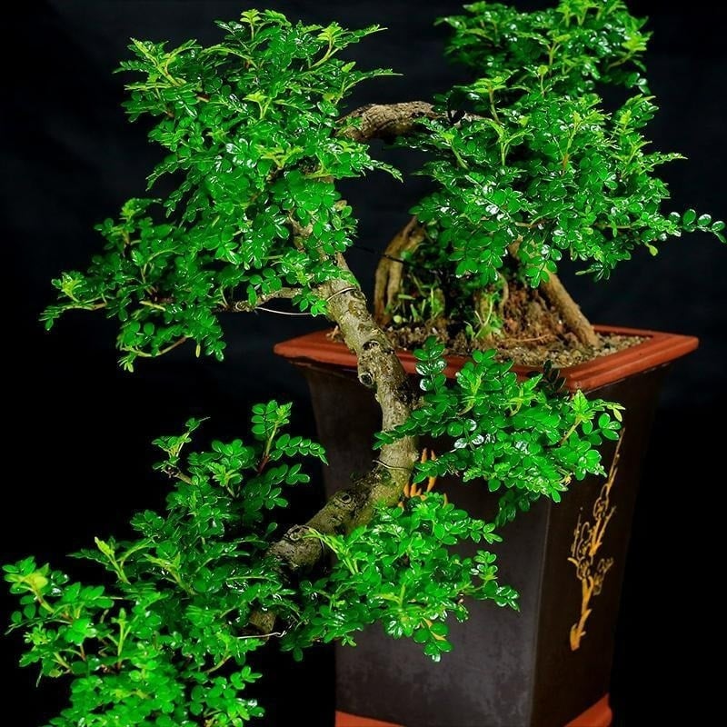 Điểm danh 7 cây cảnh vừa lọc khí độc, vừa hút lộc vào nhà
