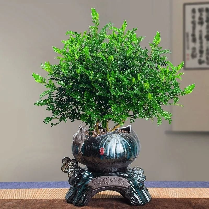 Điểm danh 7 cây cảnh vừa lọc khí độc, vừa hút lộc vào nhà