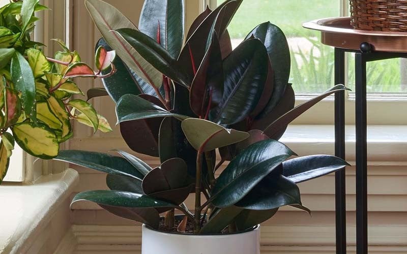 Điểm danh 7 cây cảnh vừa lọc khí độc, vừa hút lộc vào nhà