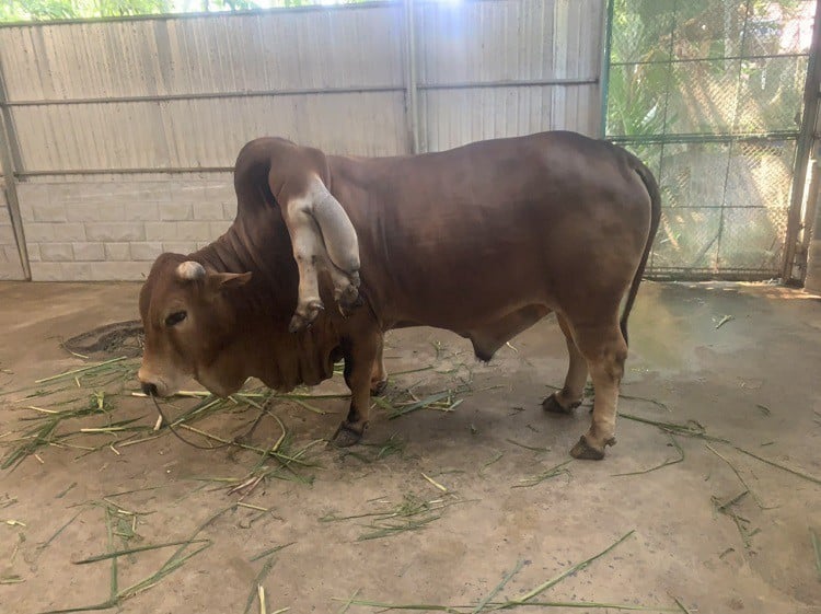Con bò ở Thanh Hóa được trả gần 6 tỷ nhưng chủ không bán