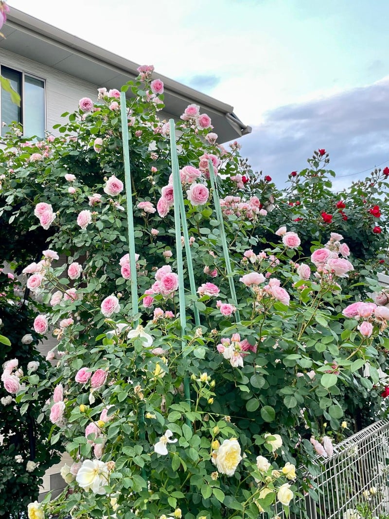 Ngôi nhà chữa lành, quanh năm thơm nức mùi hoa hồng