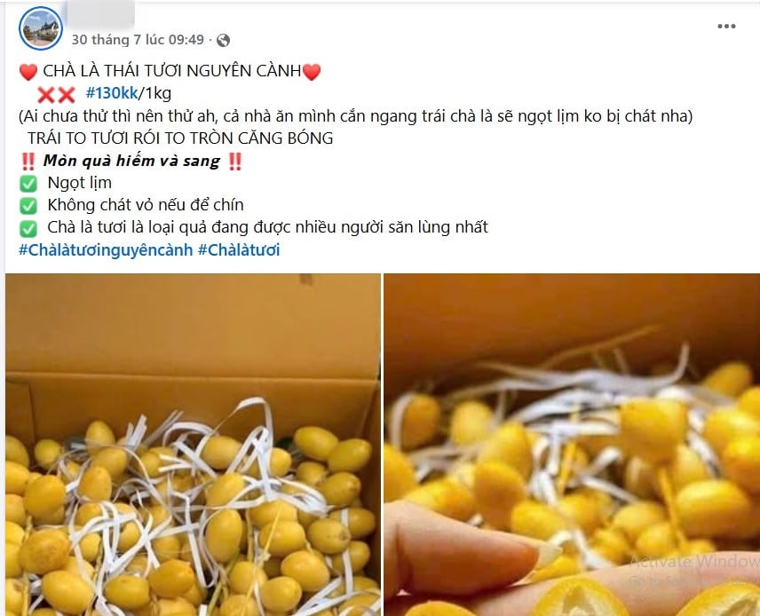 Nguồn gốc chà là tươi vài chục nghìn đồng/kg bán đầy chợ mạng