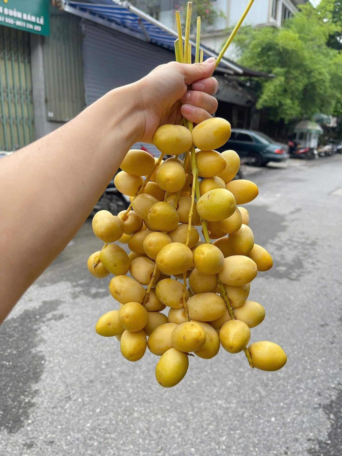 Nguồn gốc chà là tươi vài chục nghìn đồng/kg bán đầy chợ mạng
