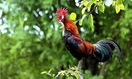 Vận đỏ kéo đến cuối năm, ba con giáp thu nhập tăng vọt