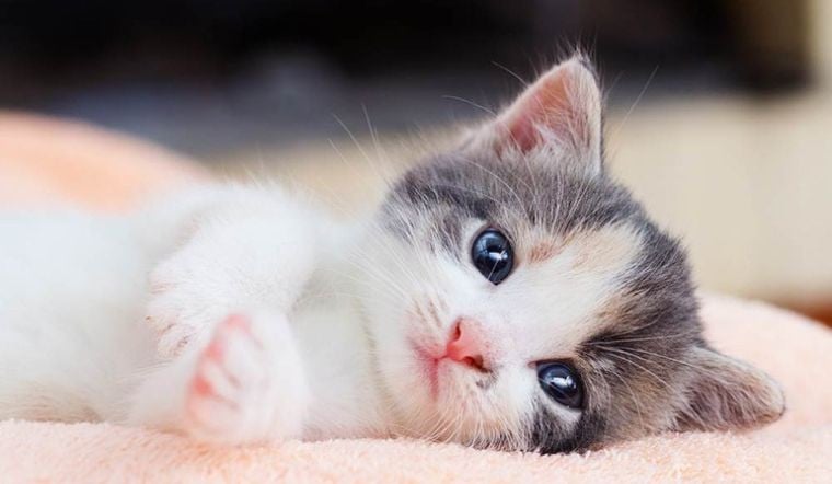 Vận đỏ kéo đến cuối năm, ba con giáp thu nhập tăng vọt