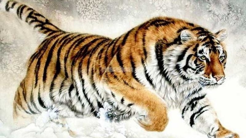 Dự đoán ngày mới 24/12/2025 cho 12 con giáp: Tỵ khởi sắc