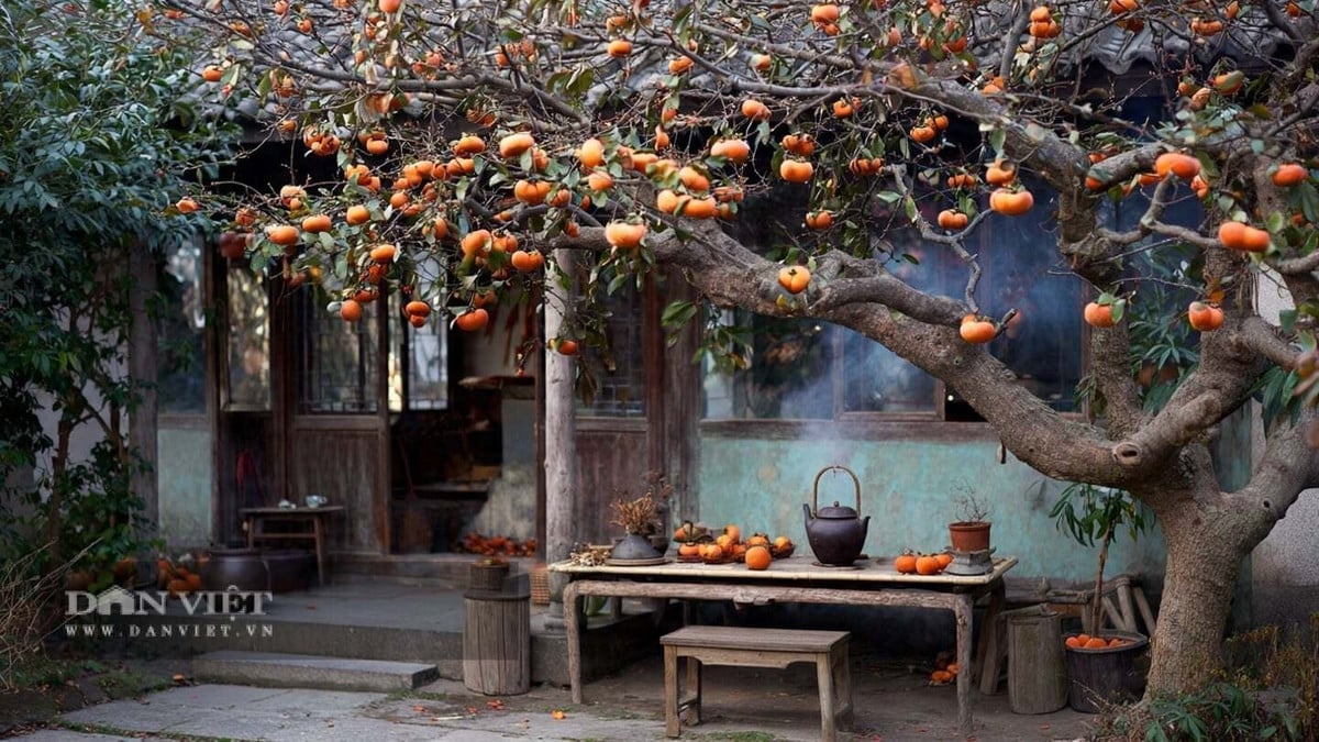 Có 4 cây cảnh này trước nhà, gia chủ tài lộc bất tận