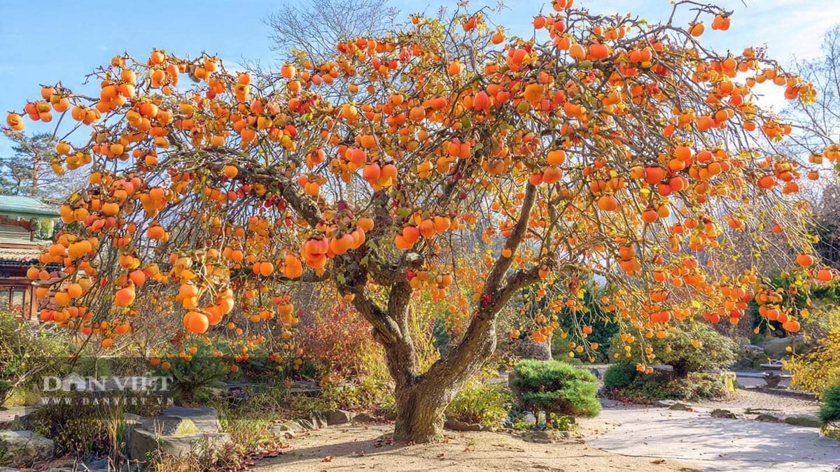 Có 4 cây cảnh này trước nhà, gia chủ tài lộc bất tận