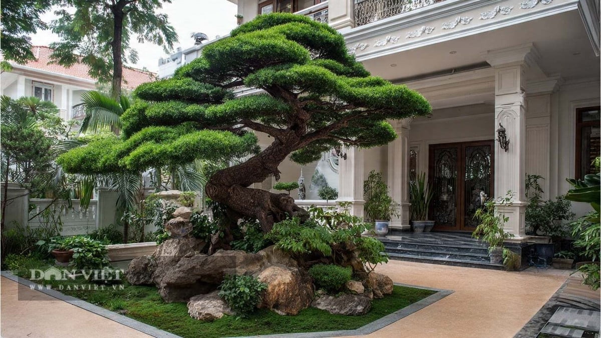 Có 4 cây cảnh này trước nhà, gia chủ tài lộc bất tận