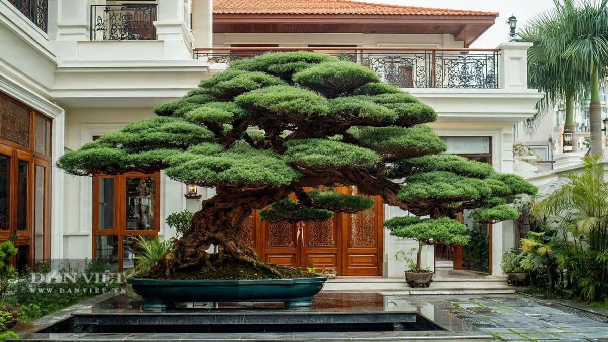 Có 4 cây cảnh này trước nhà, gia chủ tài lộc bất tận