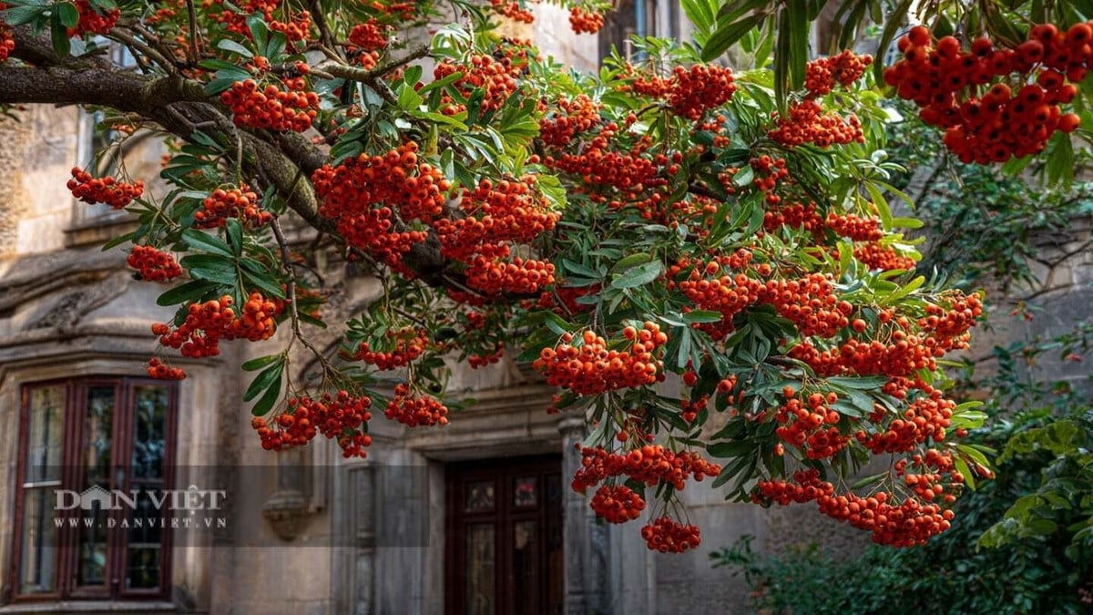 Có 4 cây cảnh này trước nhà, gia chủ tài lộc bất tận