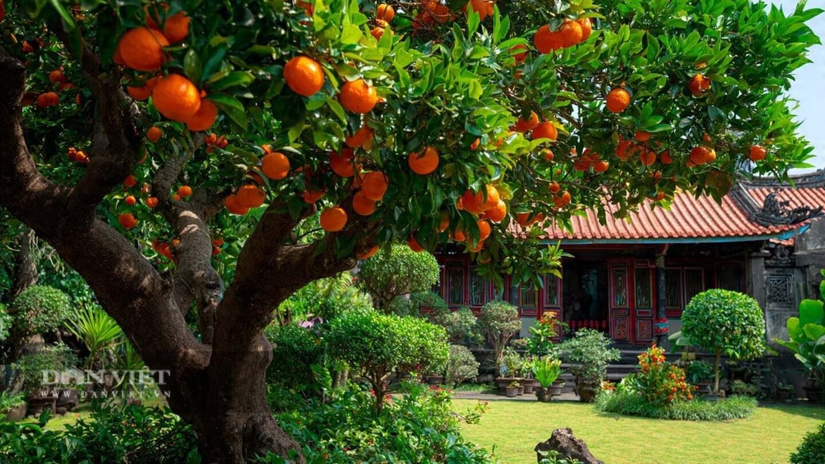 Có 4 cây cảnh này trước nhà, gia chủ tài lộc bất tận